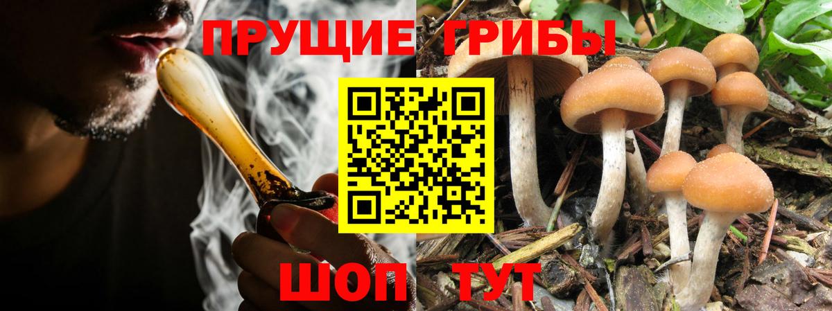 Псилоцибиновые грибы Psilocybe  Вход с VPN  Славгород 